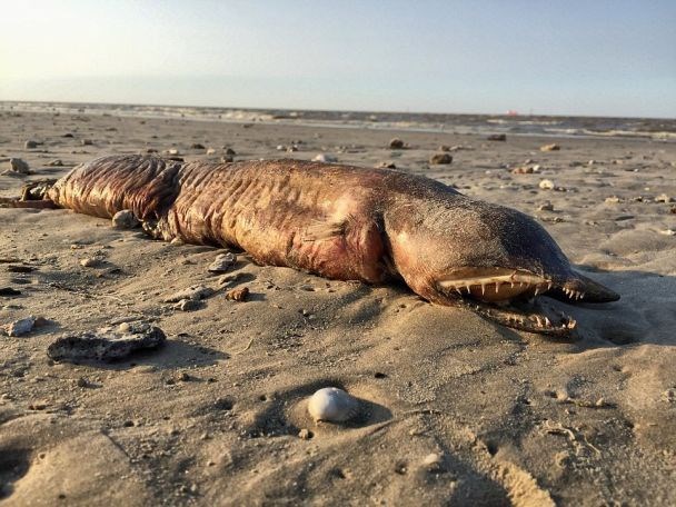 На побережье Техаса вынесло труп неизвестного существа