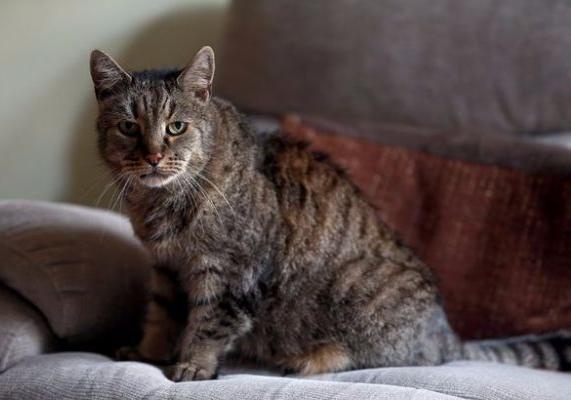 В Англии умер самый старый кот в мире