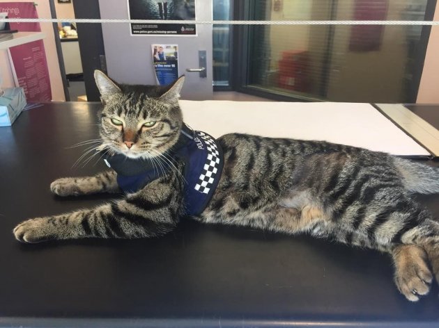 В Новой Зеландии кошка стала сотрудником полиции