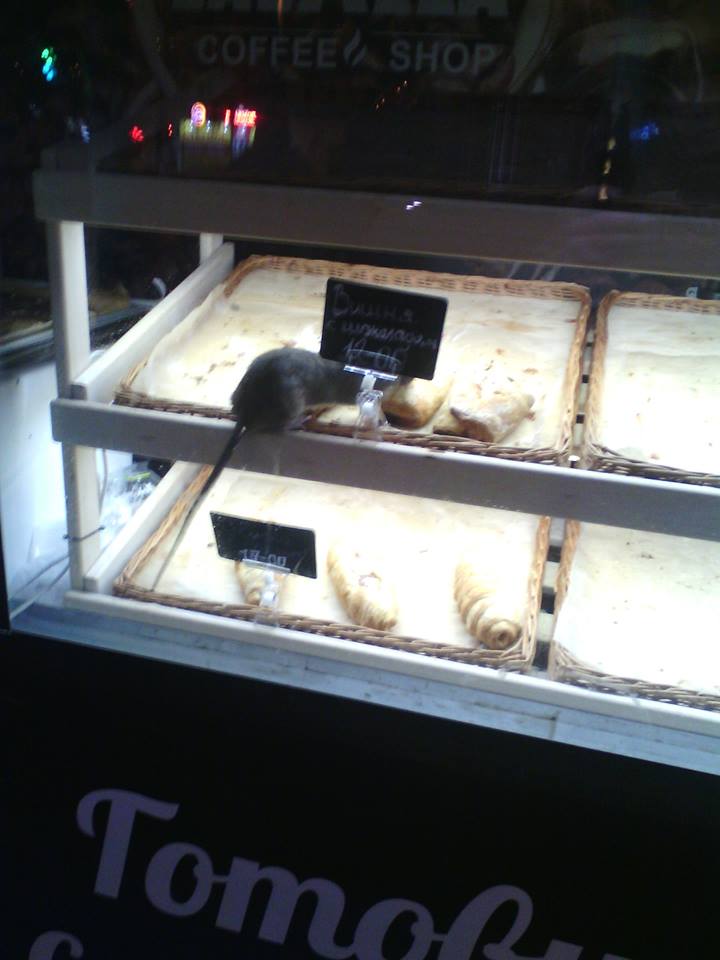 В запорожском кофейном киоске на выпечке сидела крыса: в сети опубликовали шокирующие фото