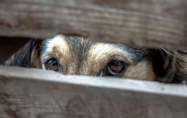 В Харькове убийцу собаки приговорили к трем годам тюрьмы