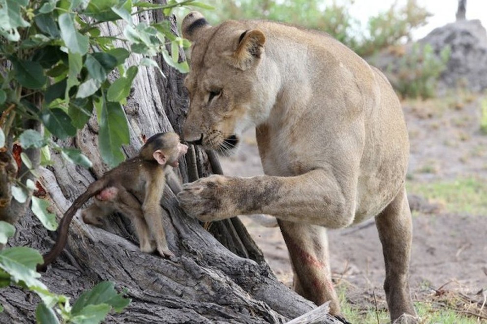 «Книга Джунглей»: львица спасла детеныша обезьяны