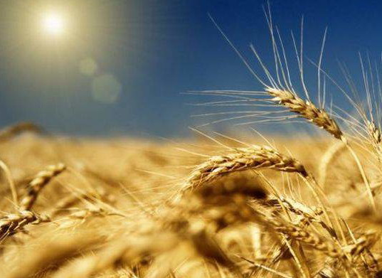 Украинское зерно будут поставлять в ЕС без пошлин