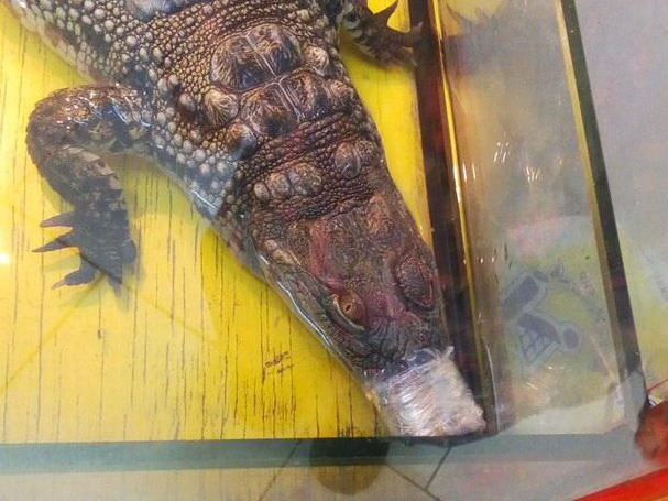 Крокодил, замотанный скотчем, и избитые обезьяны – в российский Псков приехал зоопарк