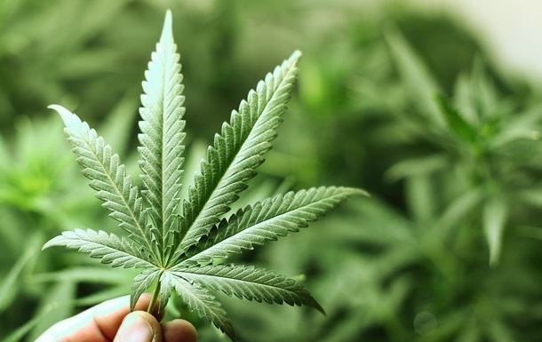 Дания легализовала марихуану в медицинских целях