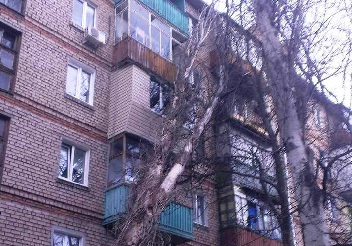 В Запорожье огромное дерево рухнуло на 5-этажку