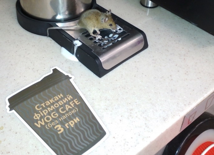 На одной из мелитопольских АЗС мышь лакомилась молоком (ФОТО)
