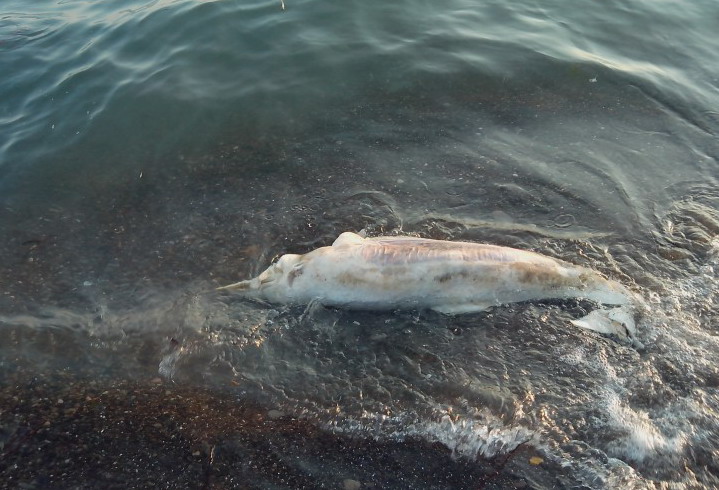 В Бердянске море выбросило на берег мертвого дельфина