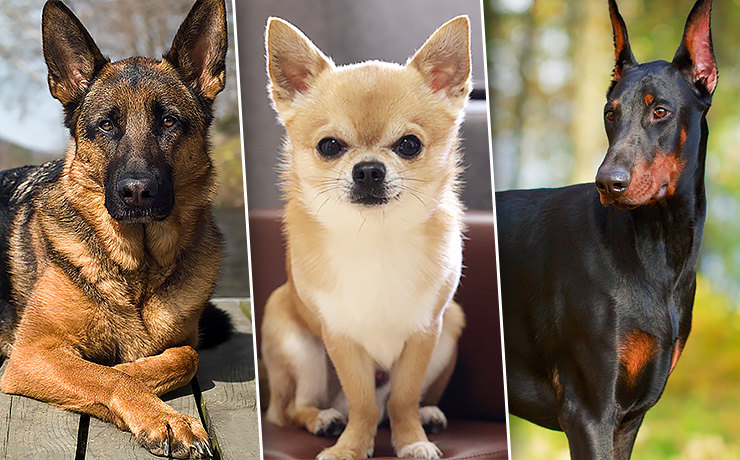 Гороскоп от “Актуально”: Какая ты собака по знаку зодиака?