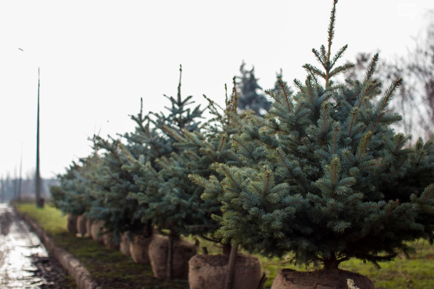 В Запорожье продают елки с землей, которые после Нового года можно будет посадить