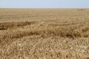 Рейдерский захват агропредприятия в запорожской области