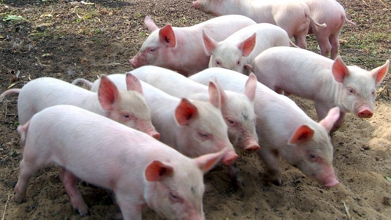 В Запорожье в воинской части вспышка африканской чумы свиней
