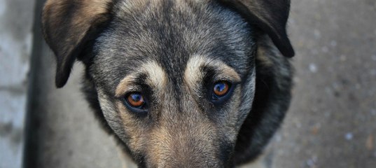 В Запорожье бомж на глазах у детей зарезал собаку