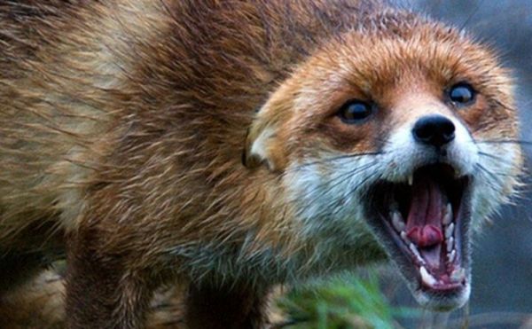 По запорожской области разгуливает бешеная лисица