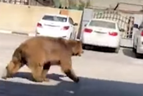 Сбежавший медведь разгуливает в центре города, – ВИДЕО