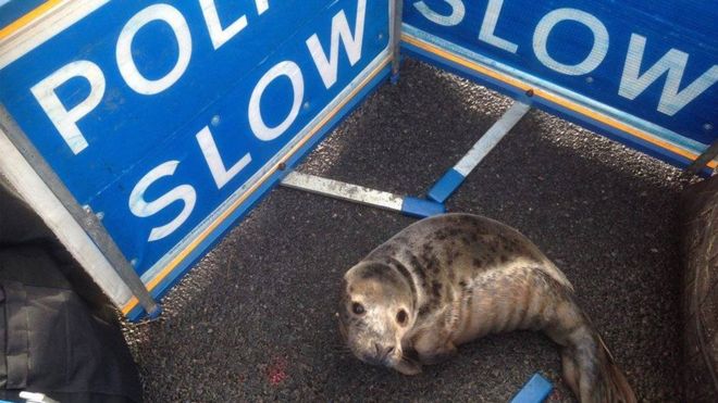 В Шотландии тюлень бунтарь перекрыл дорогу