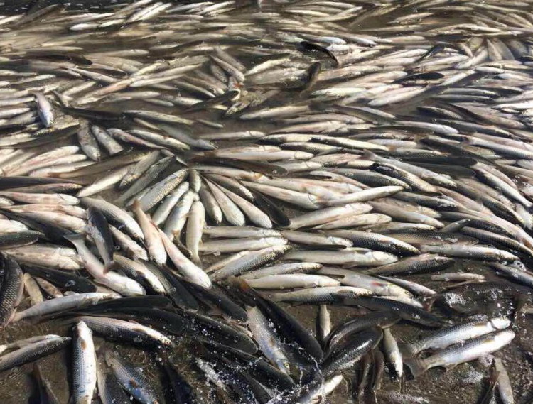 Гибель 90 тонн рыбы в Молочном лимане: спустя полгода никто не наказан