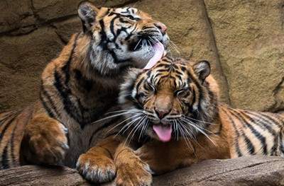 Посетители зоопарка стали свидетелями нежности тигров