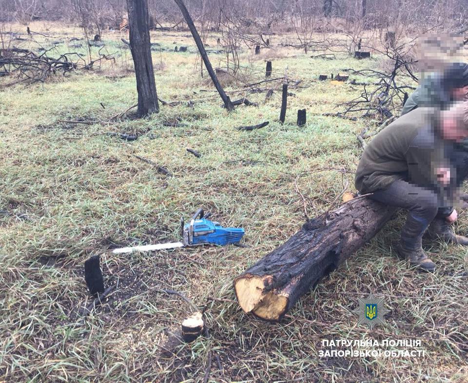 В Запорожье неизвестные незаконно вырубали деревья – ФОТО
