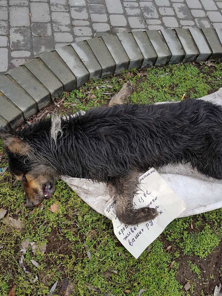 “Жуткая акция”: зоозащитница подбросила мертвую собаку под здание исполкома
