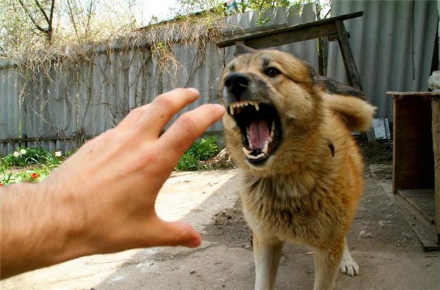В Запорожской области бродячие собаки начали нападать на жителей
