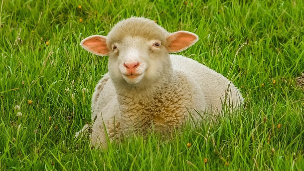 Овцы – наркоманы устроили погром в селе