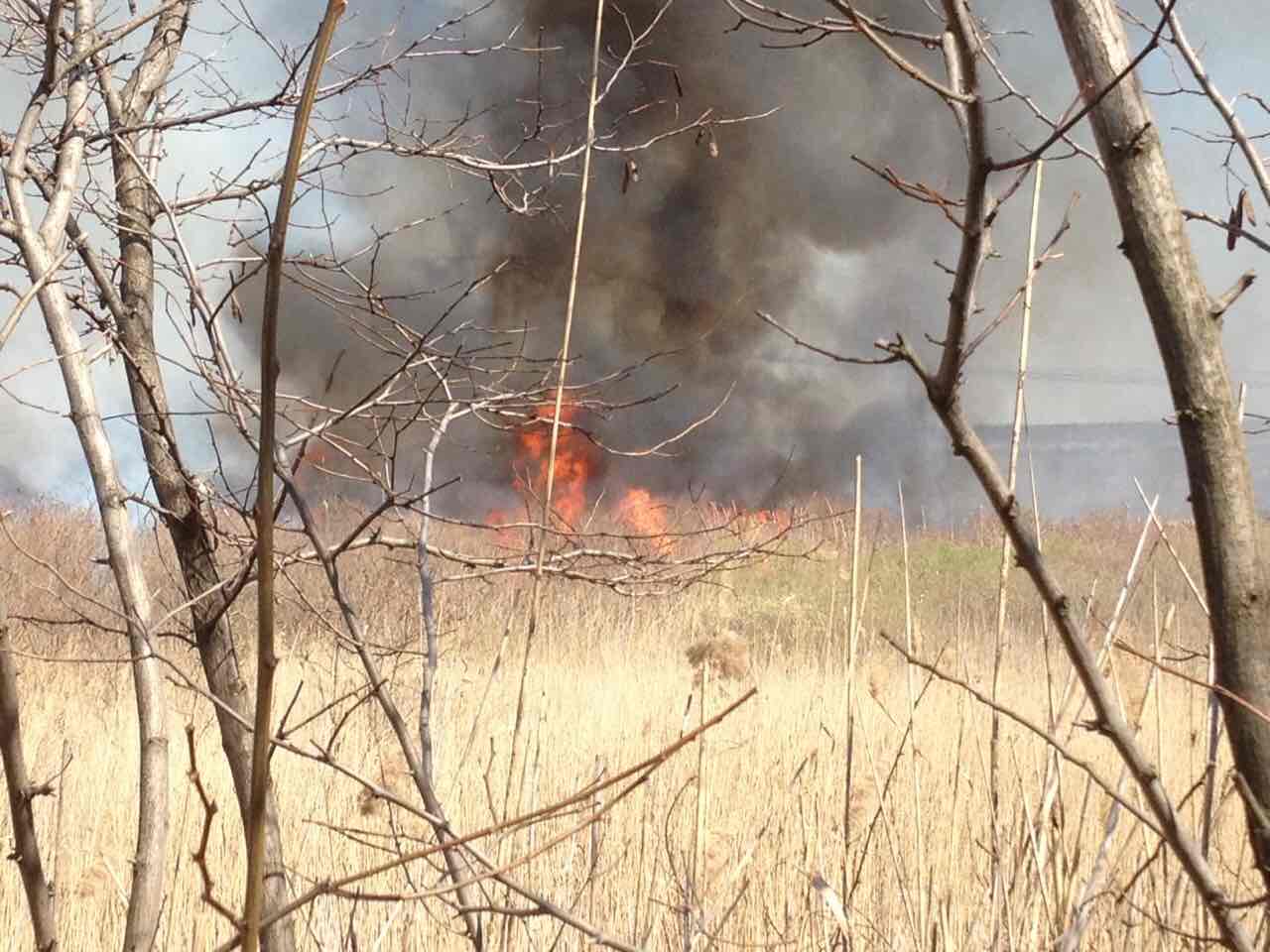 В Запорожской области из-за пожаров нанесен вред окружающей среде