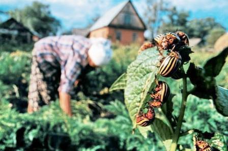 В Приморске пенсионерка пыталась отравиться ядом от колорадского жука