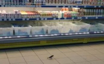 В Запорожском супермаркете гуляют птицы