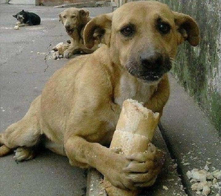 В Запорожье жители просят мэрию помочь бездомным животным