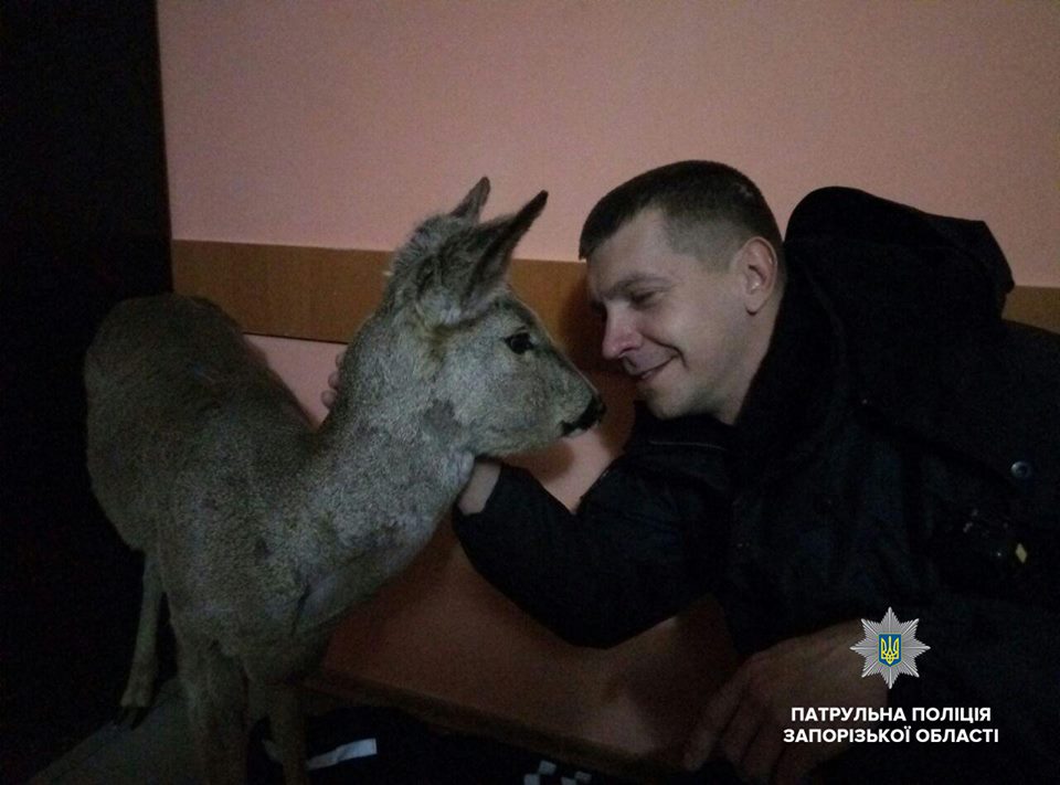 Запорожские патрульные спасли заблудшую косулю, – ФОТО