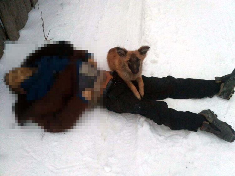 Шокирующий фотофакт: на Шевченковском собака охраняла труп бездомного