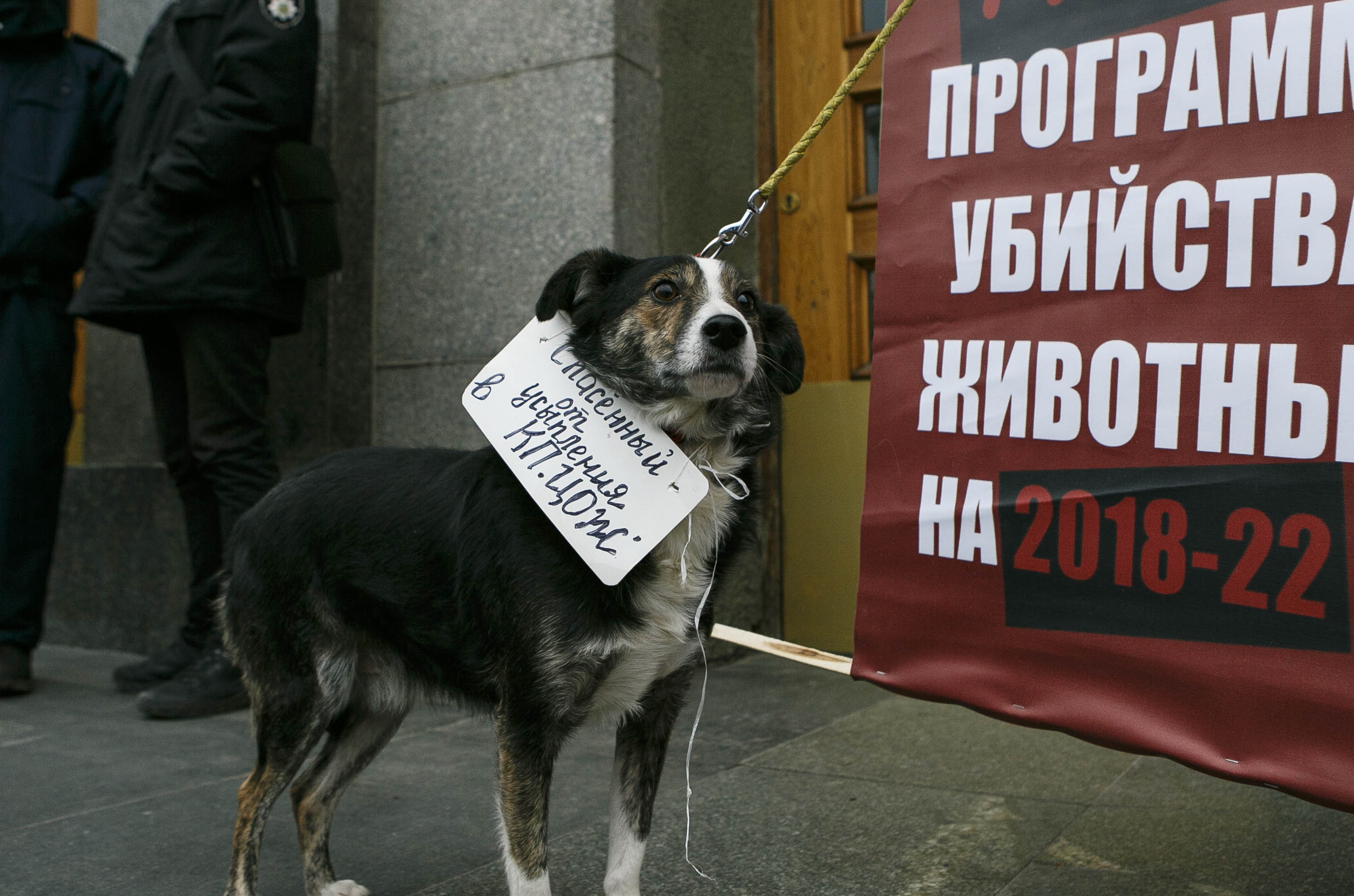 Брижит Бардо написала письмо мэру Бердянска с просьбой прекратить убийства собак