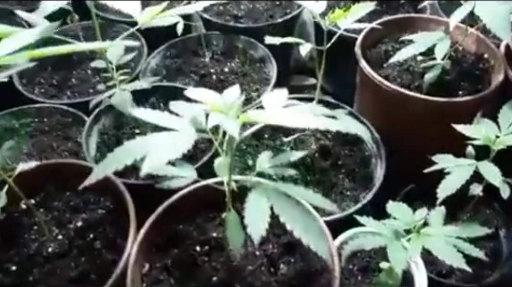 В Запорожском общежитии процветает лаборатория по выращиванию марихуаны, – ВИДЕО