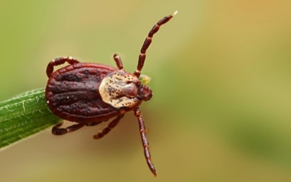 Опасные насекомые атакуют Запорожскую область