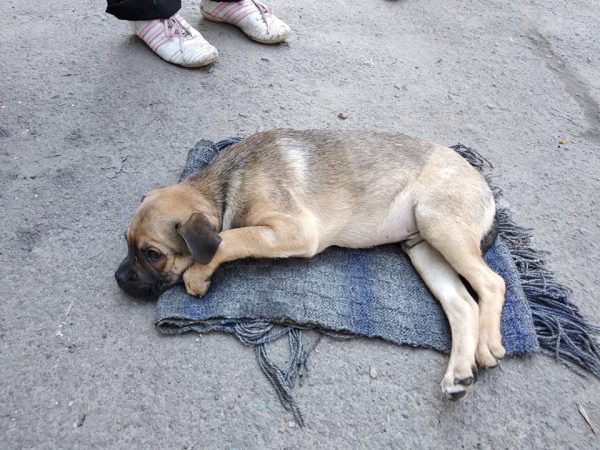 В Запорожье собирают деньги на лечение щенка, которого выбросили из окна