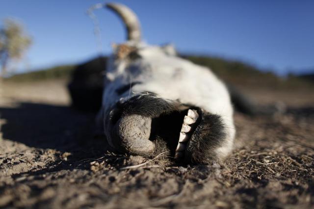В Запорожской области обнаружили свалку костей рогатого скота