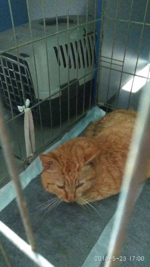 История рыжего кота, который попал в капкан в Запорожской области, закончилась благополучно (Фото)