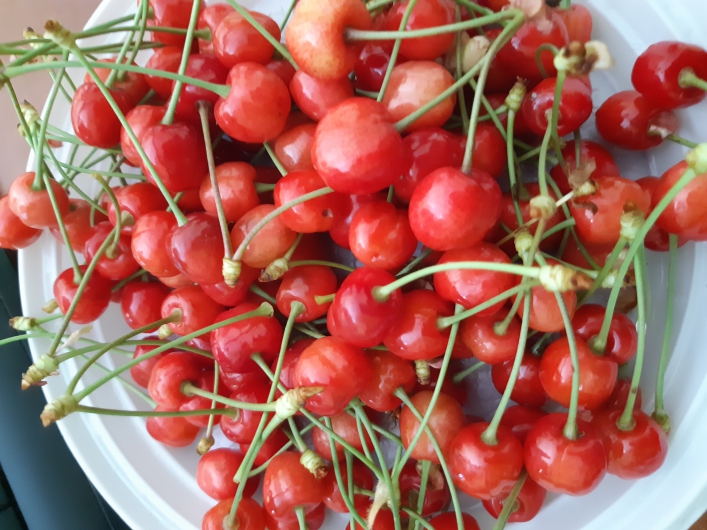 Запорожцы уже попробовали популярную летнюю ягоду (фото)