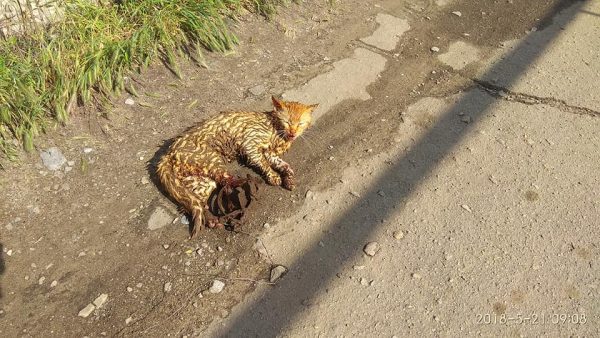 В Запорожской области кот угодил в капкан: животное тяжело ранено и нуждается в помощи (Фото)
