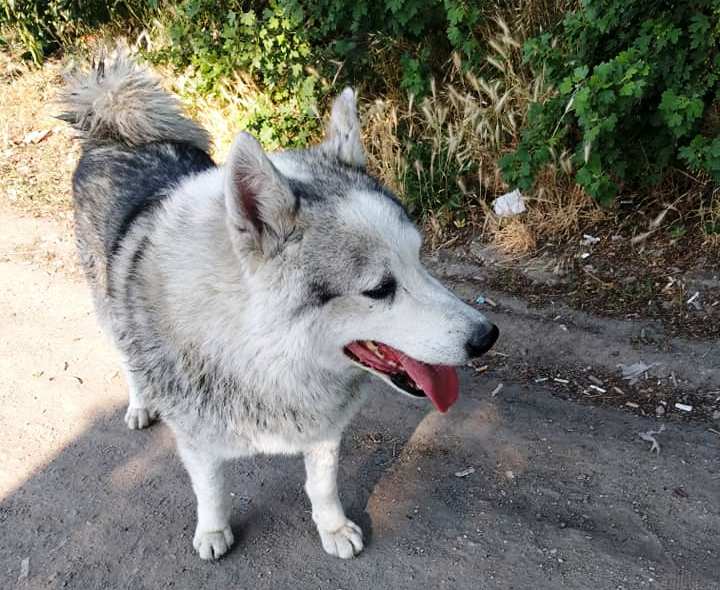 В Запорожской области нашли собаку красивейшей породы