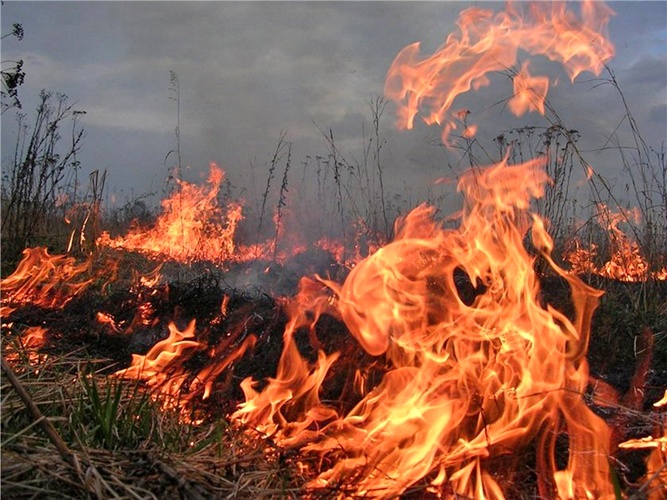 В Запорожской области горели поля