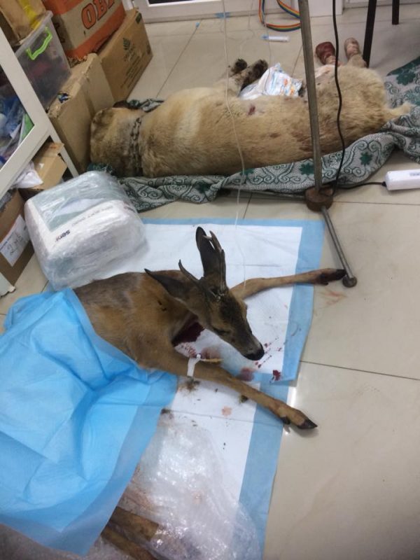 В Днепровском районе Запорожья рогатое животное попало под колеса легковушки (Фото)