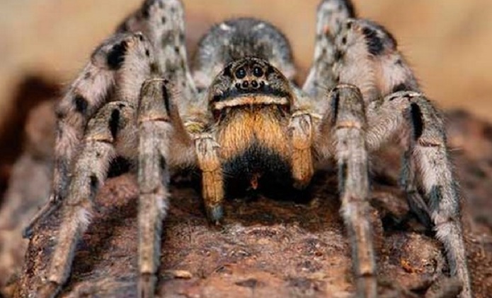Осторожно: в Запорожье активизировались ядовитые пауки (Фото)