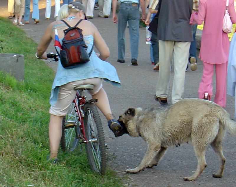 В Запорожской области очередной случай нападения собак на людей: пострадал велосипедист