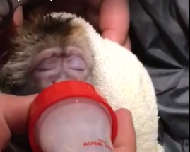 На Запорожском курорте работники зоопарка выхаживают обезьянку: в сети опубликовано трогательное видео