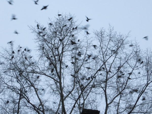 Жителям Запорожской области птицы мешают жить