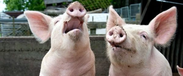 Официально: африканская чума свиней коснулась Запорожскую область