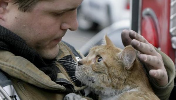 В Запорожской области на пожаре спасли кота