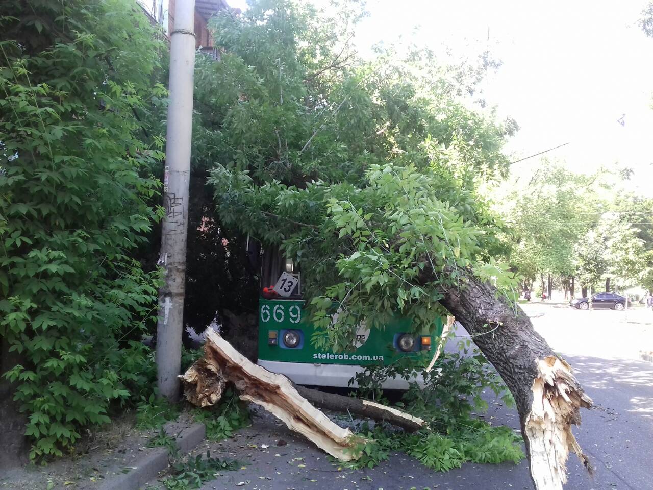 В Запорожье на троллейбус рухнуло огромное дерево (Фото)